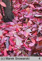 Oxydendrum arboreum (kwaśnodrzew konwaliowy)