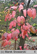 Oxydendrum arboreum (kwaśnodrzew konwaliowy)