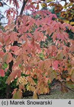 Oxydendrum arboreum (kwaśnodrzew konwaliowy)