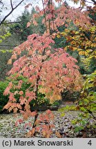 Oxydendrum arboreum (kwaśnodrzew konwaliowy)