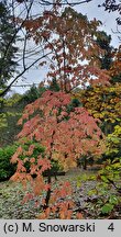 Oxydendrum arboreum (kwaśnodrzew konwaliowy)