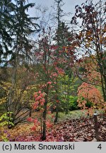 Oxydendrum arboreum (kwaśnodrzew konwaliowy)