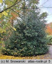 Ilex aquifolium (ostrokrzew kolczasty)