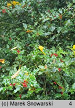 Ilex aquifolium (ostrokrzew kolczasty)