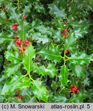 Ilex aquifolium (ostrokrzew kolczasty)