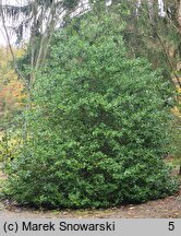 Ilex aquifolium (ostrokrzew kolczasty)