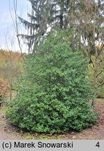 Ilex aquifolium (ostrokrzew kolczasty)