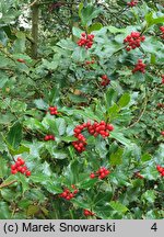 Ilex aquifolium (ostrokrzew kolczasty)