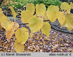 Davidia involucrata (dawidia chińska)