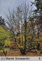 Davidia involucrata (dawidia chińska)