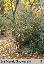 Ilex ×meserveae (ostrokrzew Meservy)