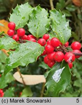 Ilex ×meserveae (ostrokrzew Meservy)