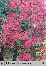 Acer pauciflorum