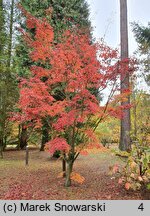 Acer pauciflorum