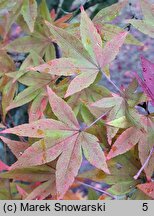 Acer pauciflorum