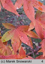 Acer pauciflorum