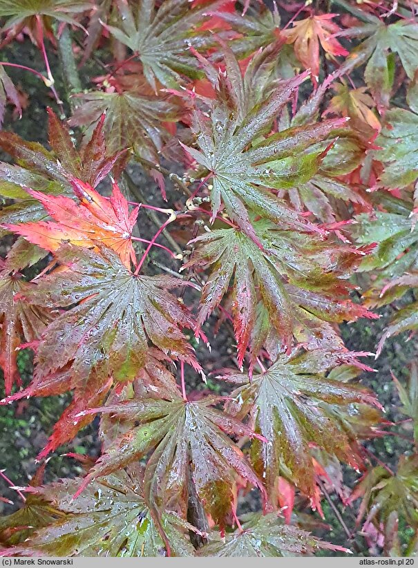 Acer palmatum Trompenburg