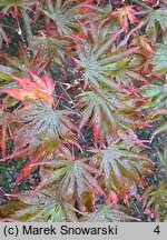 Acer palmatum Trompenburg