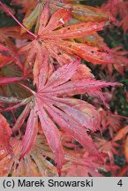 Acer palmatum Trompenburg