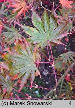 Acer palmatum Trompenburg