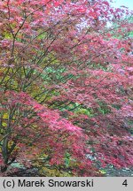 Acer palmatum Trompenburg