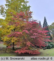 Acer palmatum Trompenburg