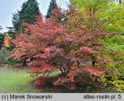 Acer palmatum Trompenburg