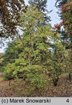 Heptacodium miconioides (heptakodium chińskie)