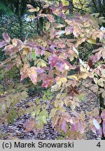 Fraxinus ornus (jesion mannowy)