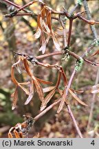 Abelia coreana (abelia koreańska)