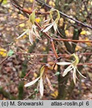 Abelia coreana (abelia koreańska)