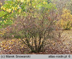 Abelia coreana (abelia koreańska)