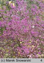 Callicarpa bodinieri (pięknotka Bodiniera)