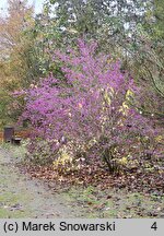 Callicarpa bodinieri (pięknotka Bodiniera)