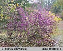 Callicarpa bodinieri (pięknotka Bodiniera)