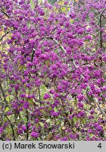 Callicarpa bodinieri (pięknotka Bodiniera)