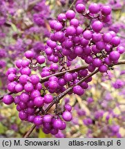 Callicarpa bodinieri (pięknotka Bodiniera)