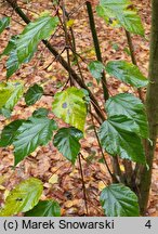 Acer stachyophyllum ssp. stachyophyllum