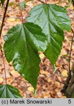 Acer stachyophyllum ssp. stachyophyllum