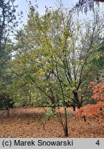 Acer stachyophyllum ssp. stachyophyllum