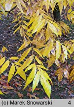 Carya illinoinensis (orzesznik pekanowy)