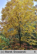 Carya illinoinensis (orzesznik pekanowy)