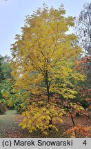 Carya illinoinensis (orzesznik pekanowy)