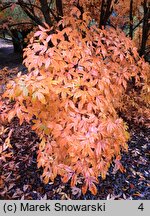 Acer triflorum (klon trójkwiatowy)