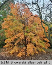 Acer triflorum (klon trójkwiatowy)