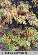 Castanea dentata