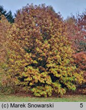 Castanea dentata