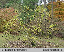 Eleutherococcus sessiliflorus (kolcosił bezszypułkowy)