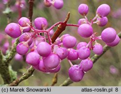 Callicarpa americana (pięknotka amerykańska)