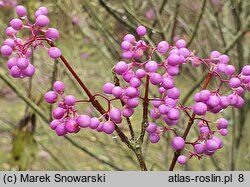 Callicarpa americana (pięknotka amerykańska)